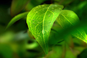 世界環(huán)境日 | 守衛(wèi)凈土 綠色前行 招商交科下屬招商生態(tài)專注生態(tài)環(huán)保，共創(chuàng)美好生活